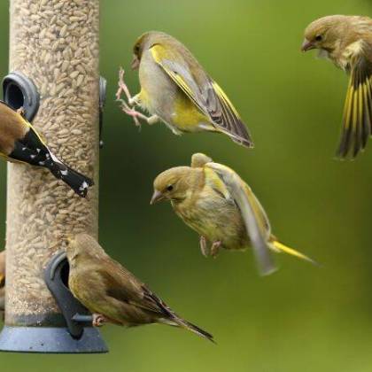 Ogród pełen życia: Jak stworzyć ptasią oazę za pomocą karmników